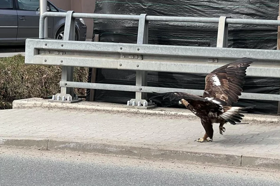 Orły walczyły w locie. Jeden z ptaków został potrącony - zdjęcie 5