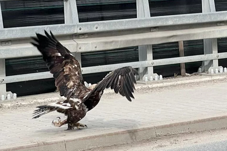 Orły walczyły w locie. Jeden z ptaków został potrącony - zdjęcie 6