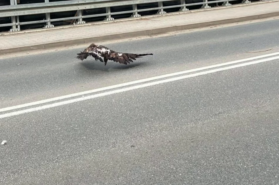 Orły walczyły w locie. Jeden z ptaków został potrącony - zdjęcie 7