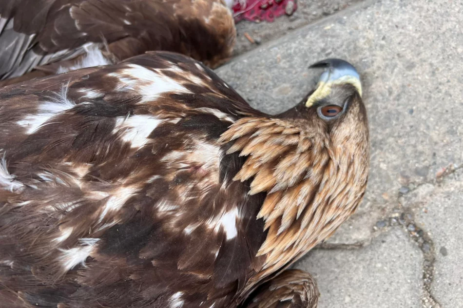 Orły walczyły w locie. Jeden z ptaków został potrącony - zdjęcie 8