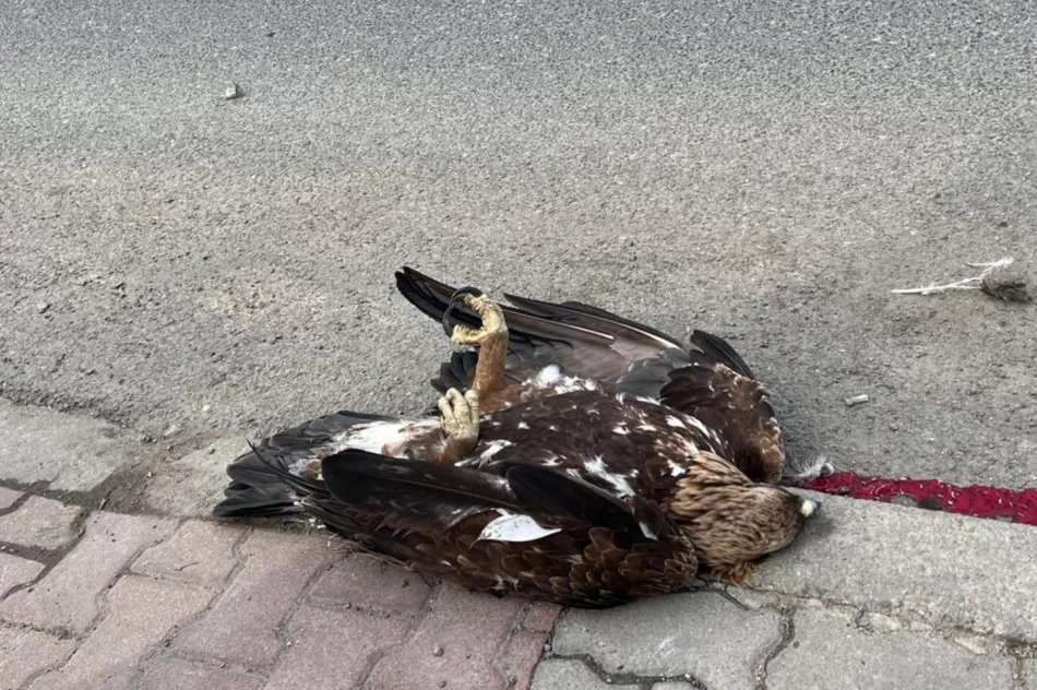 Orły walczyły w locie. Jeden z ptaków został potrącony - zdjęcie 9