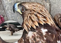 Orzeł przedni trafi do kliniki. Kadra jest dobrej myśli - zdjęcie główne