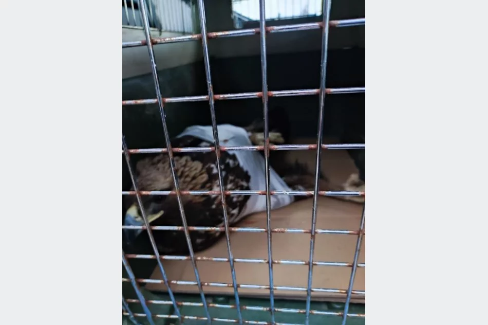 Orzeł przedni przeszedł zabieg i wraca do zdrowia - zdjęcie 2