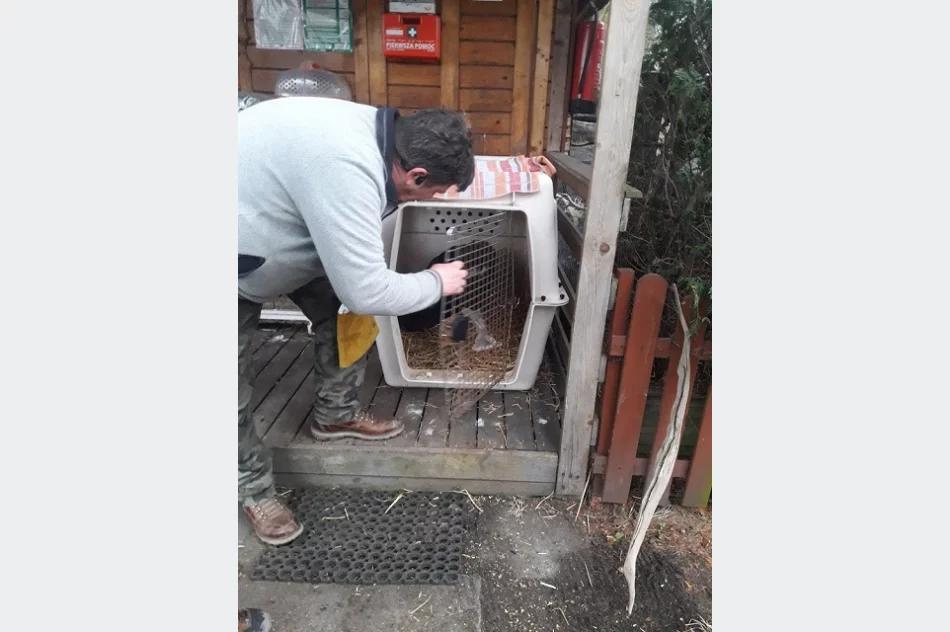 Orzeł przedni przeszedł zabieg i wraca do zdrowia - zdjęcie 3