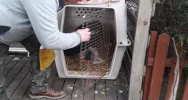 Orzeł przedni przeszedł zabieg i wraca do zdrowia - zdjęcie 3