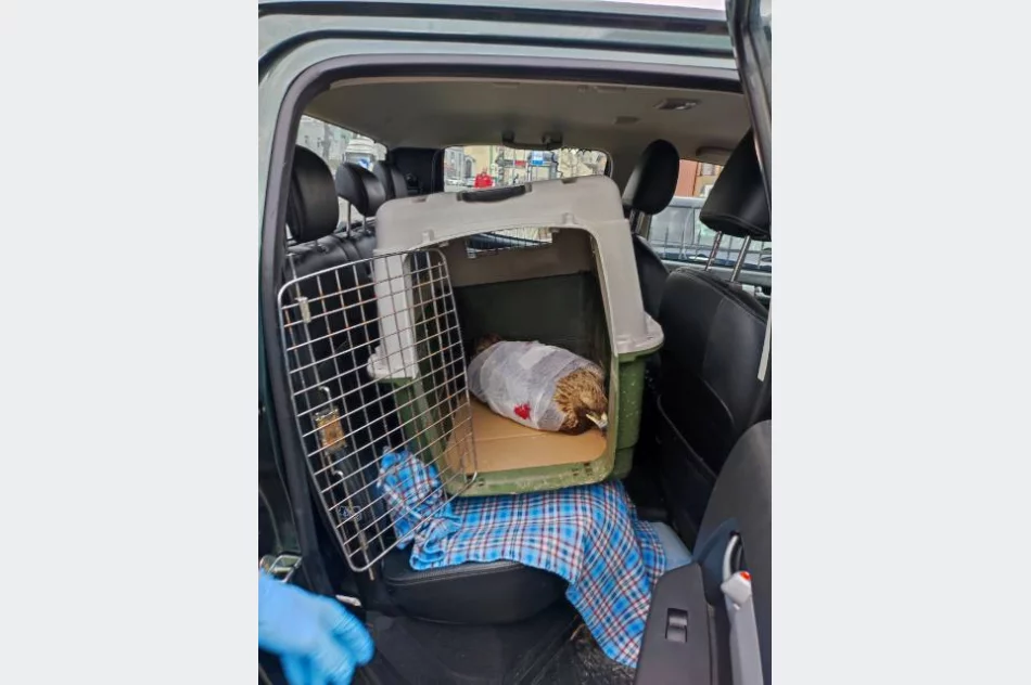 Orzeł przedni przeszedł zabieg i wraca do zdrowia - zdjęcie 4