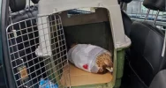 Orzeł przedni przeszedł zabieg i wraca do zdrowia - zdjęcie 4