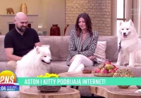 Urocze samojedy podbijają TikToka - zdjęcie główne