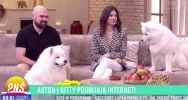 Urocze samojedy podbijają TikToka - zdjęcie 2
