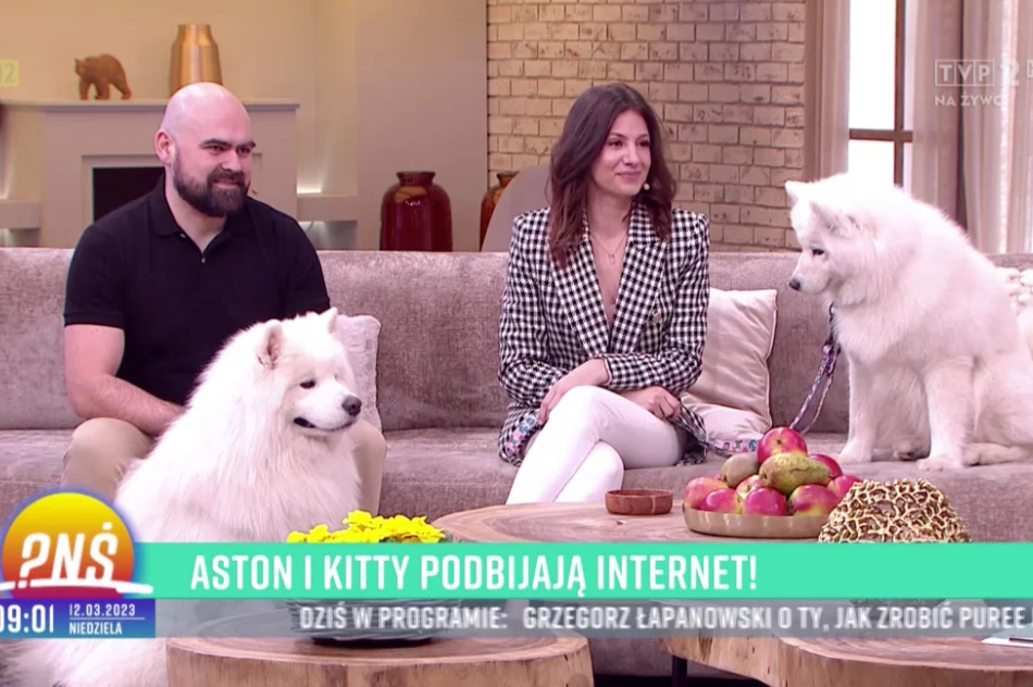 Urocze samojedy podbijają TikToka - zdjęcie 2