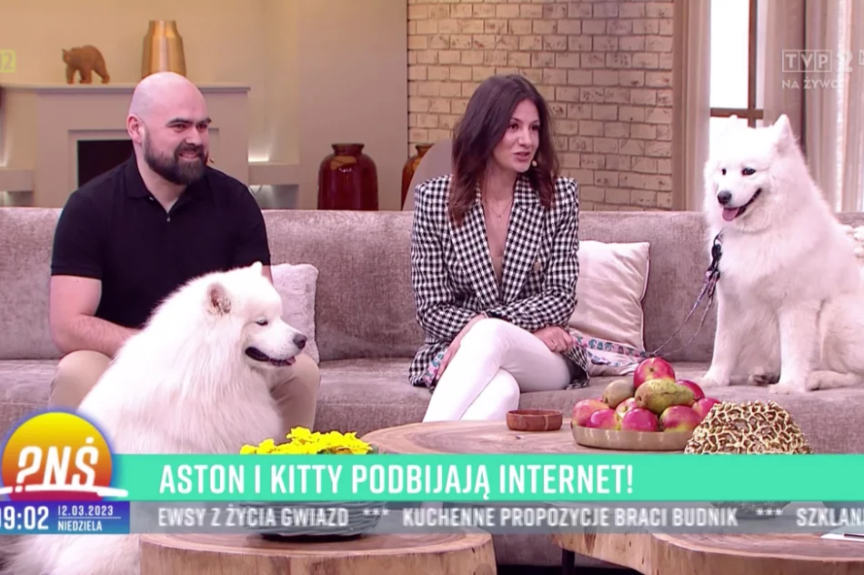 Urocze samojedy podbijają TikToka - zdjęcie 3