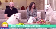 Urocze samojedy podbijają TikToka - zdjęcie 3