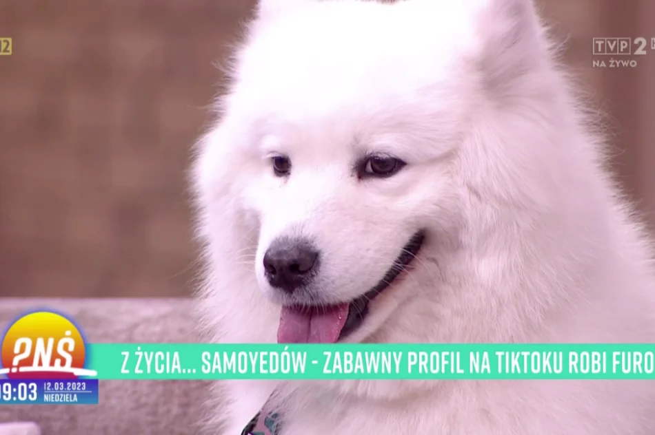 Urocze samojedy podbijają TikToka - zdjęcie 4