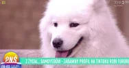 Urocze samojedy podbijają TikToka - zdjęcie 4