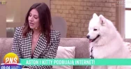 Urocze samojedy podbijają TikToka - zdjęcie 5