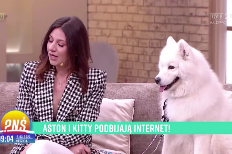 Urocze samojedy podbijają TikToka - zdjęcie 5