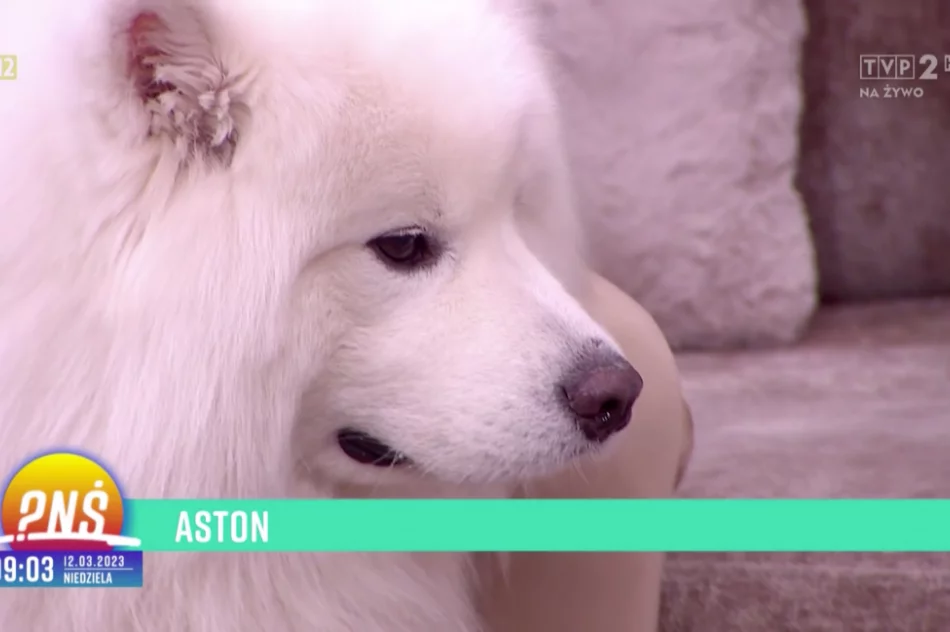 Urocze samojedy podbijają TikToka - zdjęcie 7