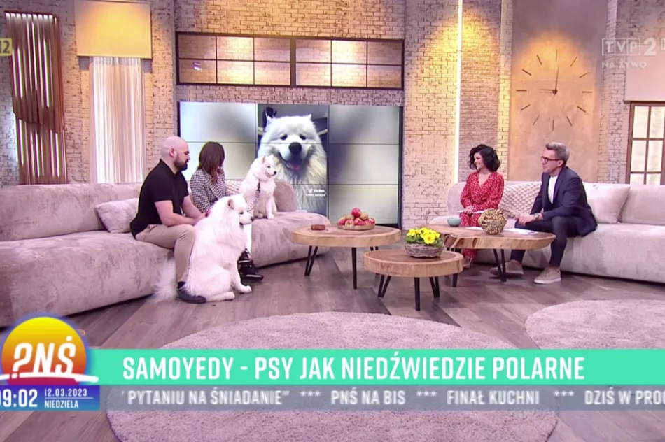 Urocze samojedy podbijają TikToka - zdjęcie 8