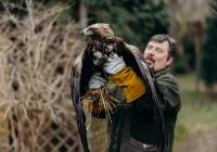 Ranny orzeł przedni ma ponad 50 szwów - zdjęcie główne