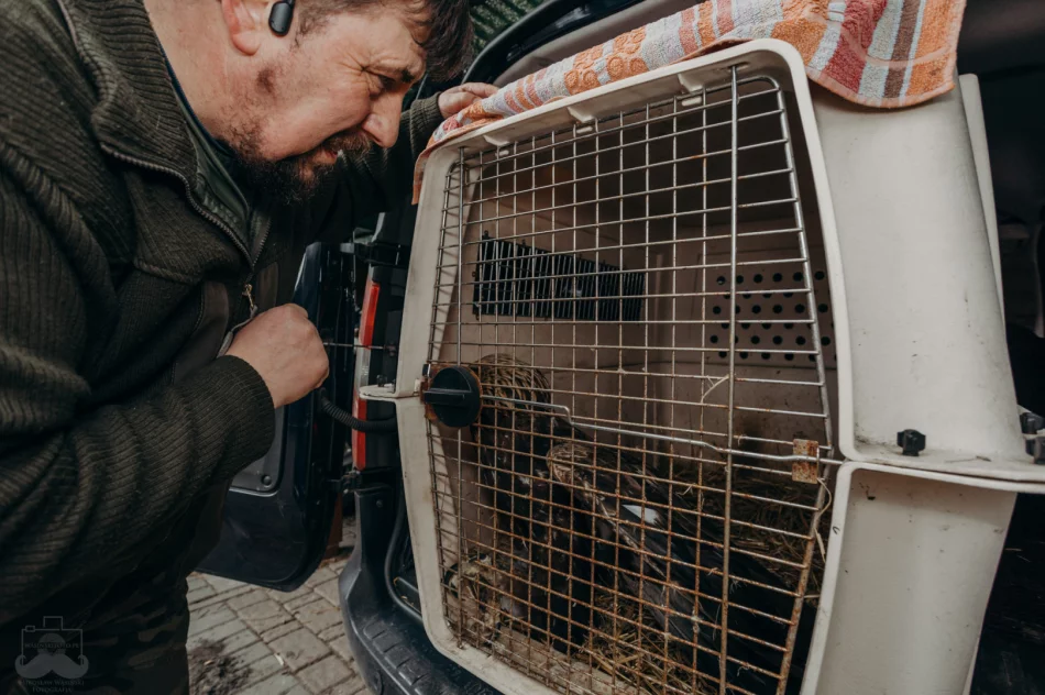 Ranny orzeł przedni ma ponad 50 szwów - zdjęcie 2