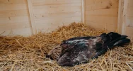 Ranny orzeł przedni ma ponad 50 szwów - zdjęcie 3