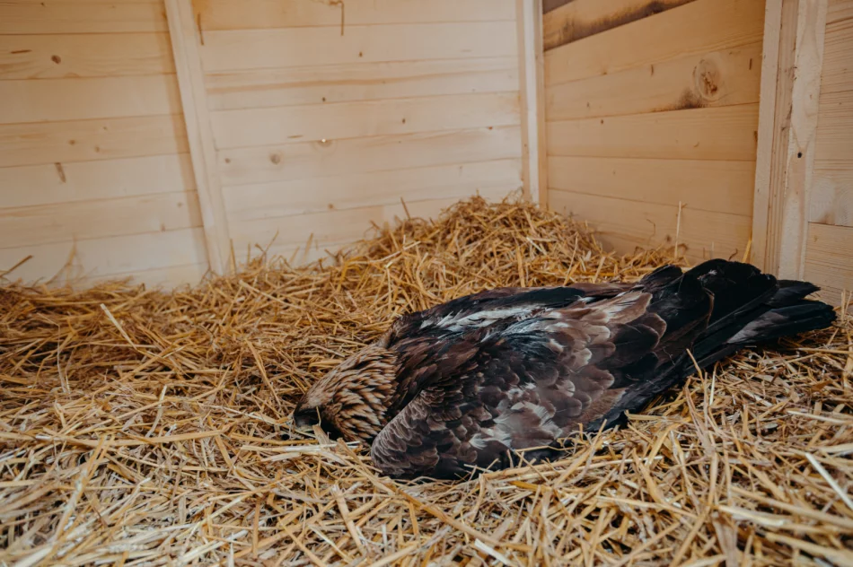 Ranny orzeł przedni ma ponad 50 szwów - zdjęcie 3