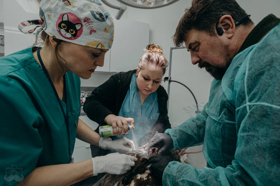 Ranny orzeł przedni ma ponad 50 szwów - zdjęcie 5