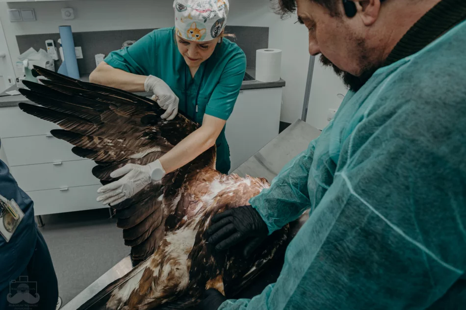 Ranny orzeł przedni ma ponad 50 szwów - zdjęcie 6