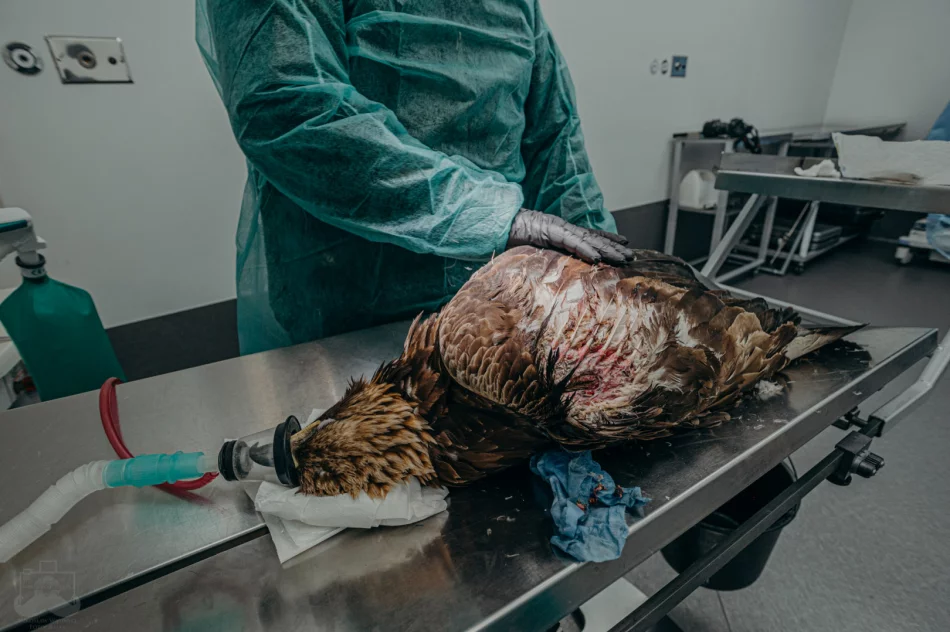 Ranny orzeł przedni ma ponad 50 szwów - zdjęcie 7