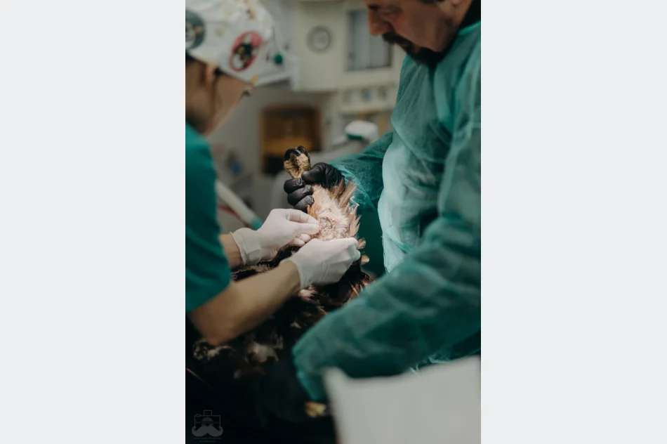 Ranny orzeł przedni ma ponad 50 szwów - zdjęcie 8