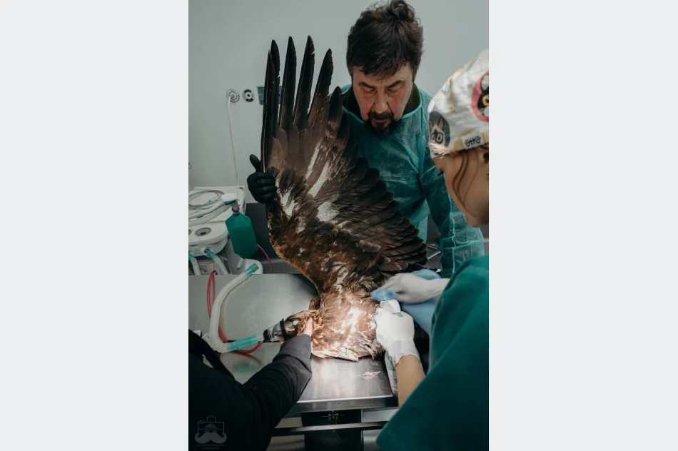 Ranny orzeł przedni ma ponad 50 szwów - zdjęcie 9