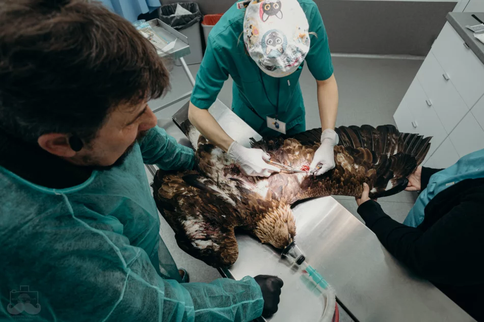 Ranny orzeł przedni ma ponad 50 szwów - zdjęcie 10