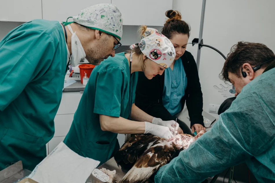 Ranny orzeł przedni ma ponad 50 szwów - zdjęcie 11