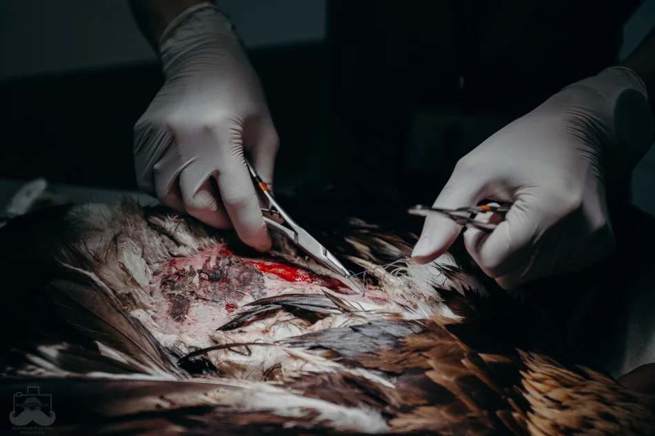 Ranny orzeł przedni ma ponad 50 szwów - zdjęcie 12