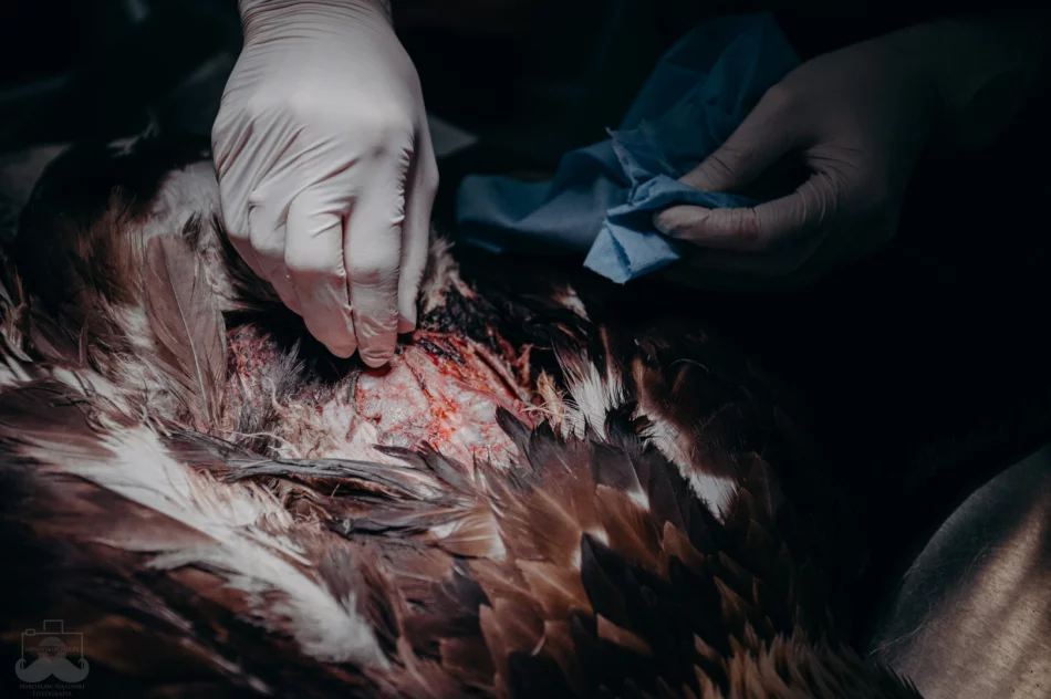 Ranny orzeł przedni ma ponad 50 szwów - zdjęcie 13