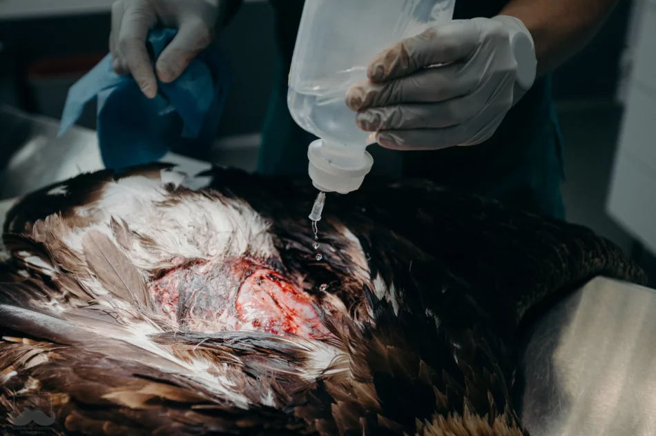 Ranny orzeł przedni ma ponad 50 szwów - zdjęcie 14