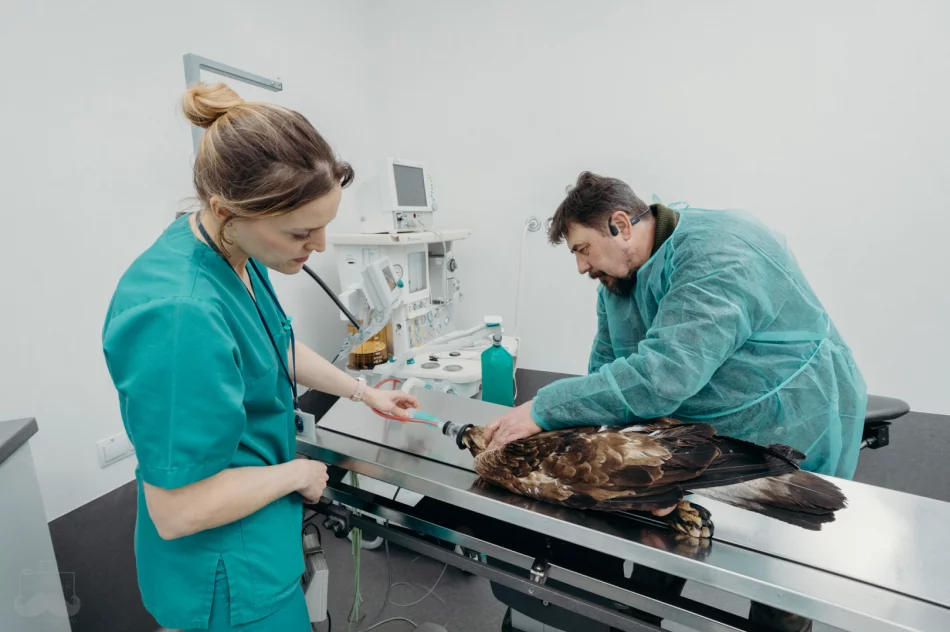 Ranny orzeł przedni ma ponad 50 szwów - zdjęcie 15