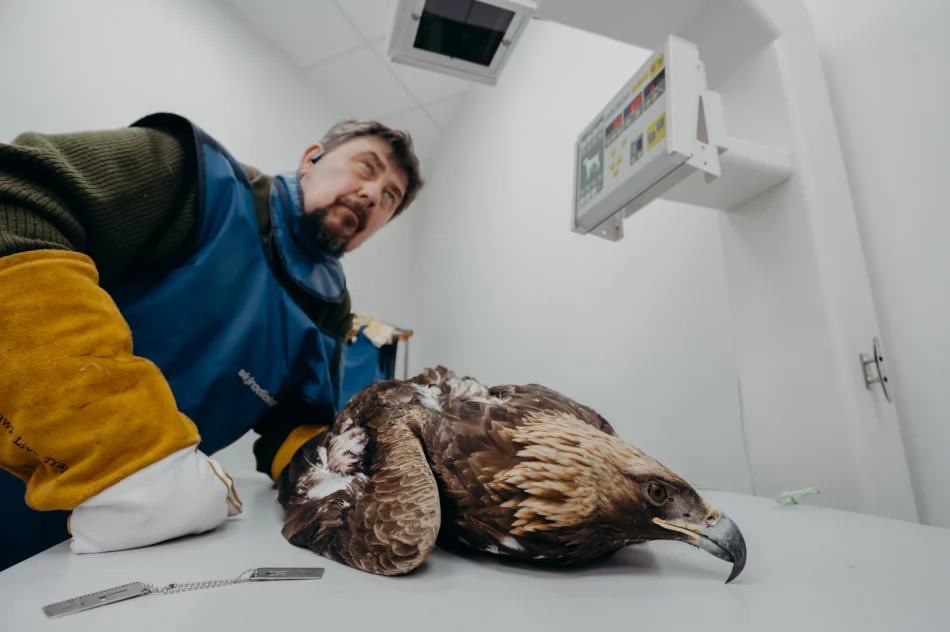 Ranny orzeł przedni ma ponad 50 szwów - zdjęcie 16