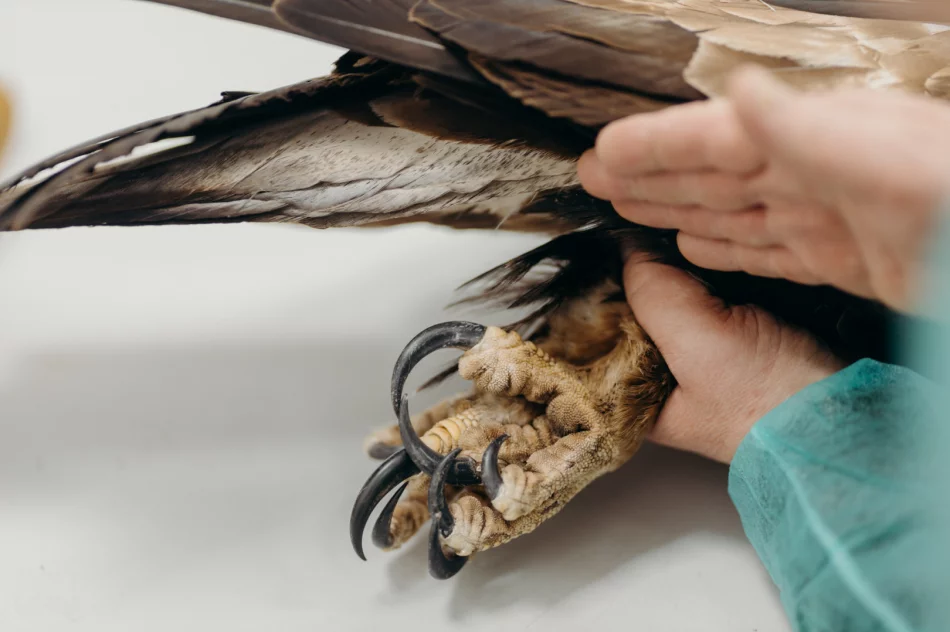 Ranny orzeł przedni ma ponad 50 szwów - zdjęcie 18