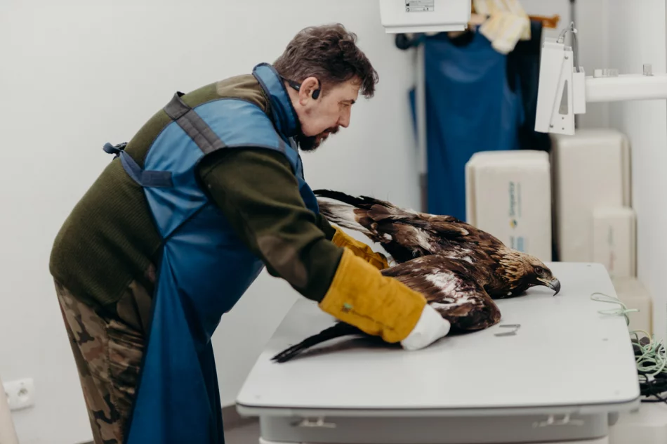 Ranny orzeł przedni ma ponad 50 szwów - zdjęcie 19