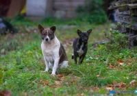 Psy wałęsają się po wsiach. Gmina apeluje - zdjęcie główne