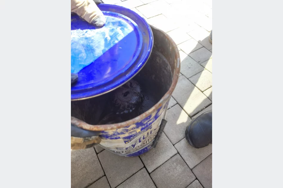 Strażacy na ratunek... sowie - zdjęcie 3