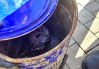 Strażacy na ratunek... sowie - zdjęcie główne