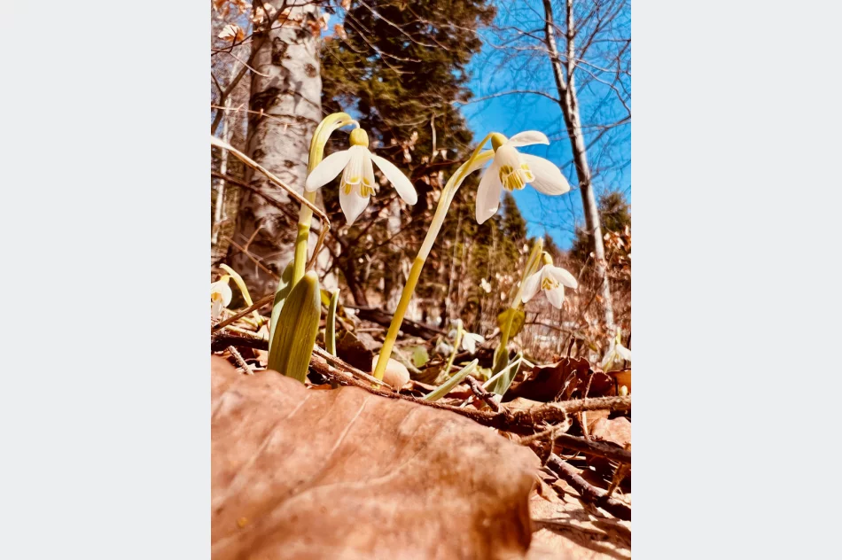 Limanowa: Prognoza pogody i widoki z Mogielicy - zdjęcie 2