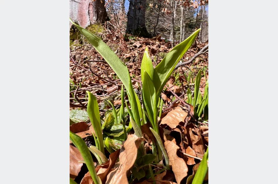 Limanowa: Prognoza pogody i widoki z Mogielicy - zdjęcie 4