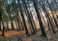 75-latek zginął przygnieciony przez drzewo - zdjęcie główne