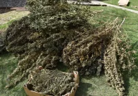 30-latek w areszcie. Miał 22 kilogramy narkotyków - zdjęcie główne