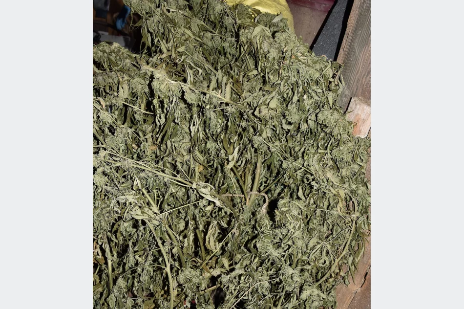 30-latek w areszcie. Miał 22 kilogramy narkotyków - zdjęcie 3