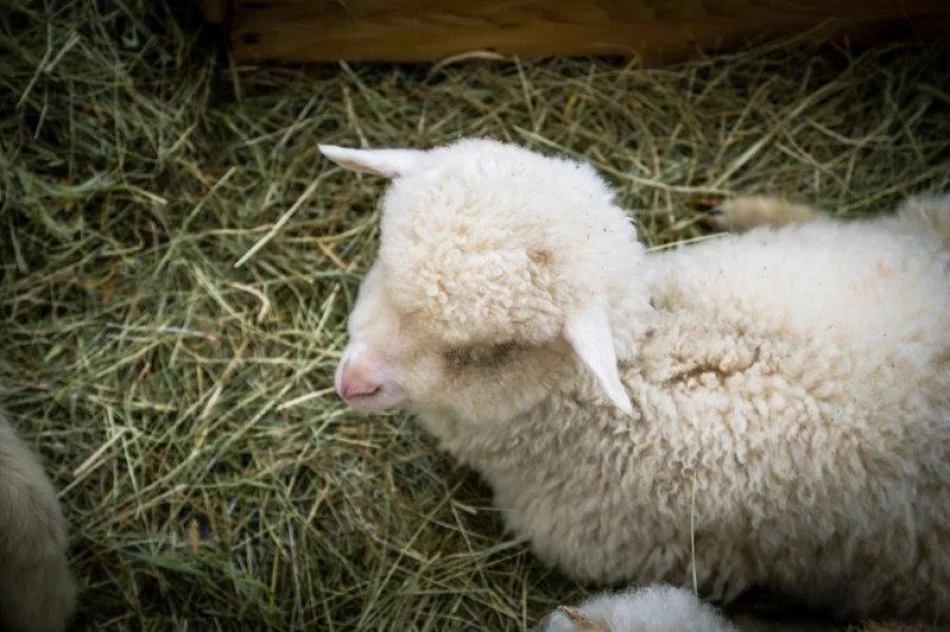 Zagórzański Jarmark Wielkanocny - zdjęcie 3