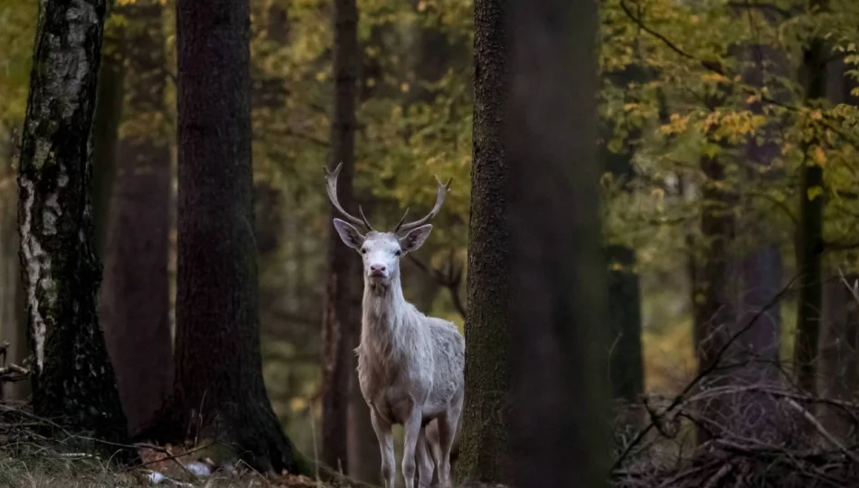 Sensacja w lasach nadleśnictwa Leżajsk: można spotkać tam białego jelenia - zdjęcie 1